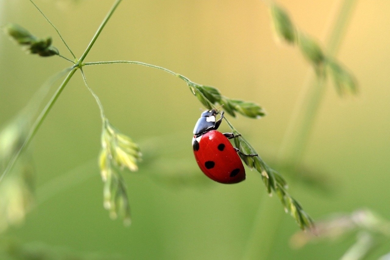 Formation coccinelles • Agenda Formation coccinelles - Agenda Nature du Teich