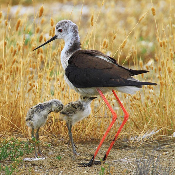 Drôles d’oiseaux - POUR DES VACANCES INOUBLIABLES ! <br />
Avec 25 ans d’expérience dans le domaine de la location et du tourisme, Anne-Marie et Eric, sensibles à la préservation du territoire ont imaginé pour vous un lieu de vacances familial, éco-engagé et intimiste : 10 villas (T2, T3bis, T5 et 2 chambres d’hôtes individuelles) construites autour d’un espace aquatique sécurisé composé d’une piscine chauffée à 30°C, un bassin enfants et un jacuzzi. Eric vous fera découvrir avec passion, la petite volière du village avec nos papillons exotiques.<br />
<br />
Où ?<br />
Idéalement situé entre le centre-ville et la forêt du Teich, à 5 minutes du petit port de plaisance, de sa baignade aménagée, surveillée et de la Réserve Ornithologique, à 100 m des pistes cyclables, à 800 m de la rivière la Leyre. A 20 minutes d’Arcachon, 25 mn de la Dune du Pyla, des grandes plages océanes, du lac de Cazaux-Biscarosse et 30 mn de Bordeaux !