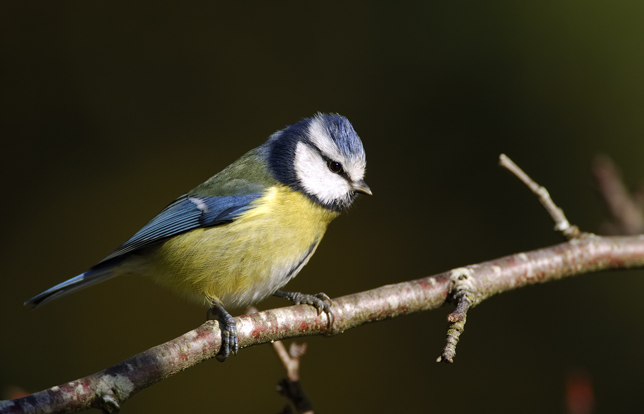 Formation aux oiseaux des jardins : découverte des oiseaux à la mangeoire - 1/2 journée • Loisir nature