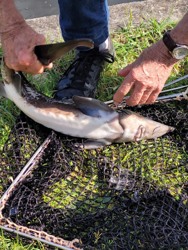 L&rsquo;Esturgeonnière - Poussez les portes de l'Esturgeonnière et découvrez les coulisses de la fabrication du caviar au cœur du bassin d'Arcachon. Accompagné d'un guide, plongez dans l'univers de Perlita et laissez-vous conter les secrets de l'élevage de l'esturgeon et de la production de ce mets d'exception.
Installée au Teich depuis plus de 25 ans, l'Esturgeonnière est l'une des rares fermes françaises à maîtriser l'ensemble du cycle de production sur un même site : de l'écloserie à l'élevage des esturgeons, jusqu'au laboratoire de transformation. Une visite originale et passionnante, idéale pour découvrir un savoir-faire d'excellence.