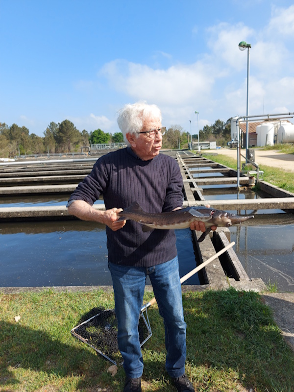 L&rsquo;Esturgeonnière - Poussez les portes de l'Esturgeonnière et découvrez les coulisses de la fabrication du caviar au cœur du bassin d'Arcachon. Accompagné d'un guide, plongez dans l'univers de Perlita et laissez-vous conter les secrets de l'élevage de l'esturgeon et de la production de ce mets d'exception.
Installée au Teich depuis plus de 25 ans, l'Esturgeonnière est l'une des rares fermes françaises à maîtriser l'ensemble du cycle de production sur un même site : de l'écloserie à l'élevage des esturgeons, jusqu'au laboratoire de transformation. Une visite originale et passionnante, idéale pour découvrir un savoir-faire d'excellence.
