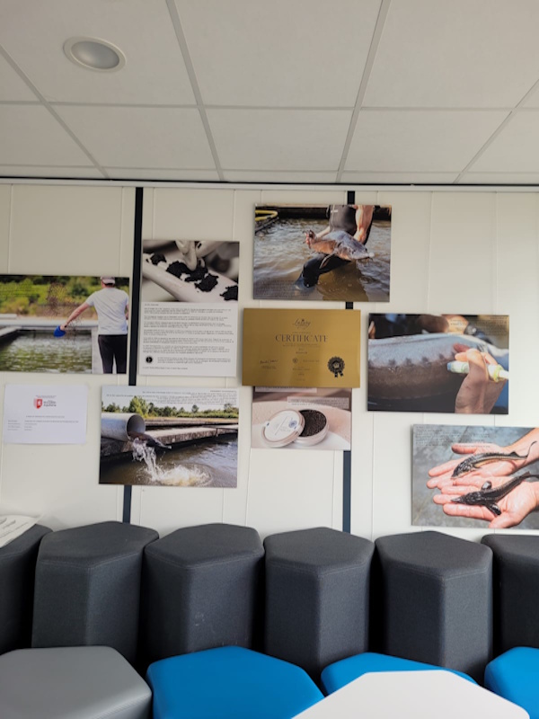 L&rsquo;Esturgeonnière - Poussez les portes de l'Esturgeonnière et découvrez les coulisses de la fabrication du caviar au cœur du bassin d'Arcachon. Accompagné d'un guide, plongez dans l'univers de Perlita et laissez-vous conter les secrets de l'élevage de l'esturgeon et de la production de ce mets d'exception.
Installée au Teich depuis plus de 25 ans, l'Esturgeonnière est l'une des rares fermes françaises à maîtriser l'ensemble du cycle de production sur un même site : de l'écloserie à l'élevage des esturgeons, jusqu'au laboratoire de transformation. Une visite originale et passionnante, idéale pour découvrir un savoir-faire d'excellence.