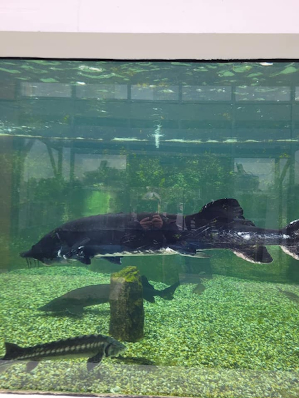 L&rsquo;Esturgeonnière - Poussez les portes de l'Esturgeonnière et découvrez les coulisses de la fabrication du caviar au cœur du bassin d'Arcachon. Accompagné d'un guide, plongez dans l'univers de Perlita et laissez-vous conter les secrets de l'élevage de l'esturgeon et de la production de ce mets d'exception.
Installée au Teich depuis plus de 25 ans, l'Esturgeonnière est l'une des rares fermes françaises à maîtriser l'ensemble du cycle de production sur un même site : de l'écloserie à l'élevage des esturgeons, jusqu'au laboratoire de transformation. Une visite originale et passionnante, idéale pour découvrir un savoir-faire d'excellence.