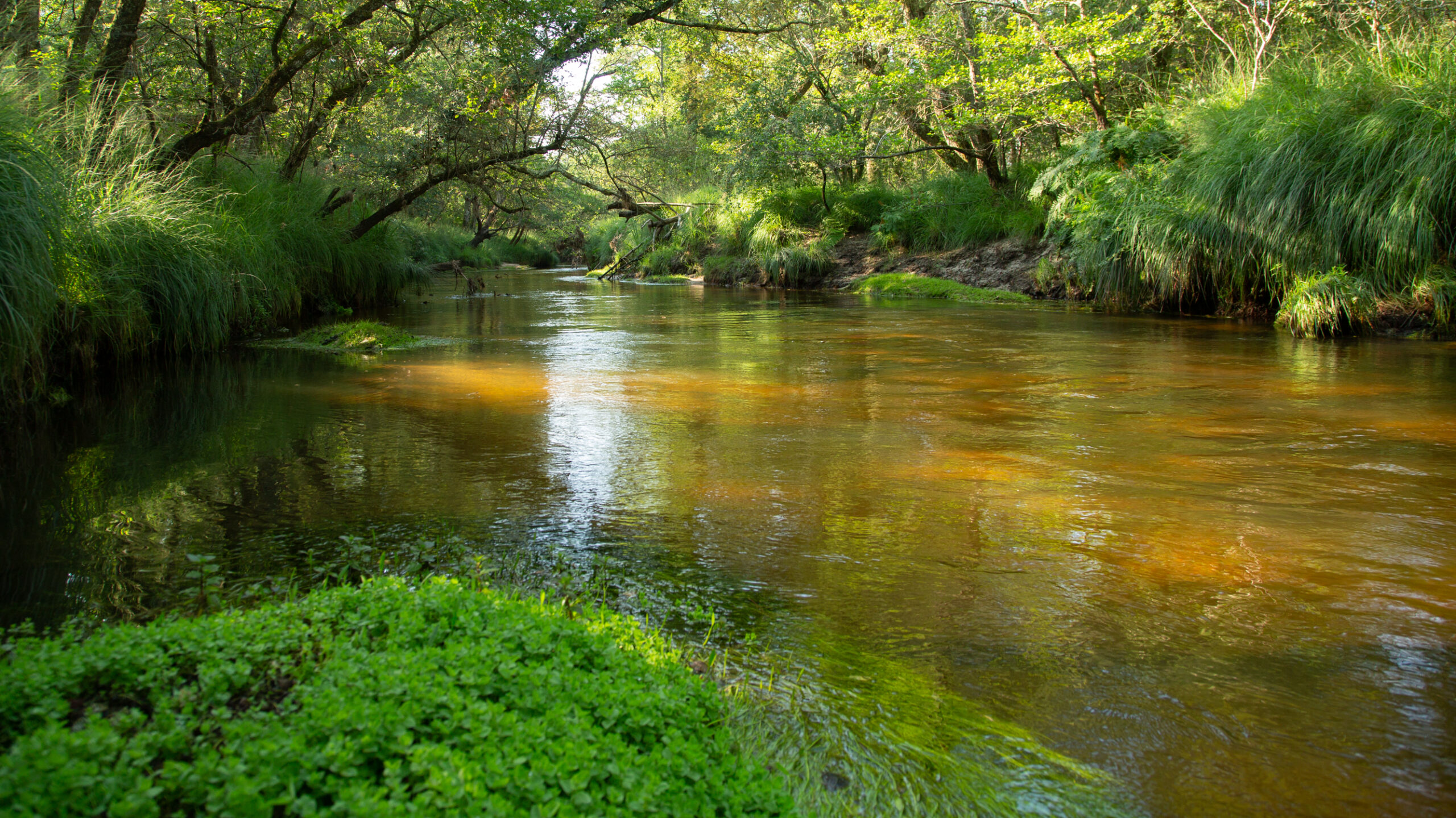 Balade découverte au bord de la Leyre - Agenda Nature du Teich