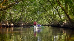 Visite libre de la réserve ornithologique et canoë collectif - Agenda Sports et loisirs Office de Tourisme Le Teich
