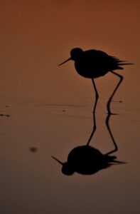 Les visiteurs du soir - Agenda Nature Office de Tourisme Le Teich