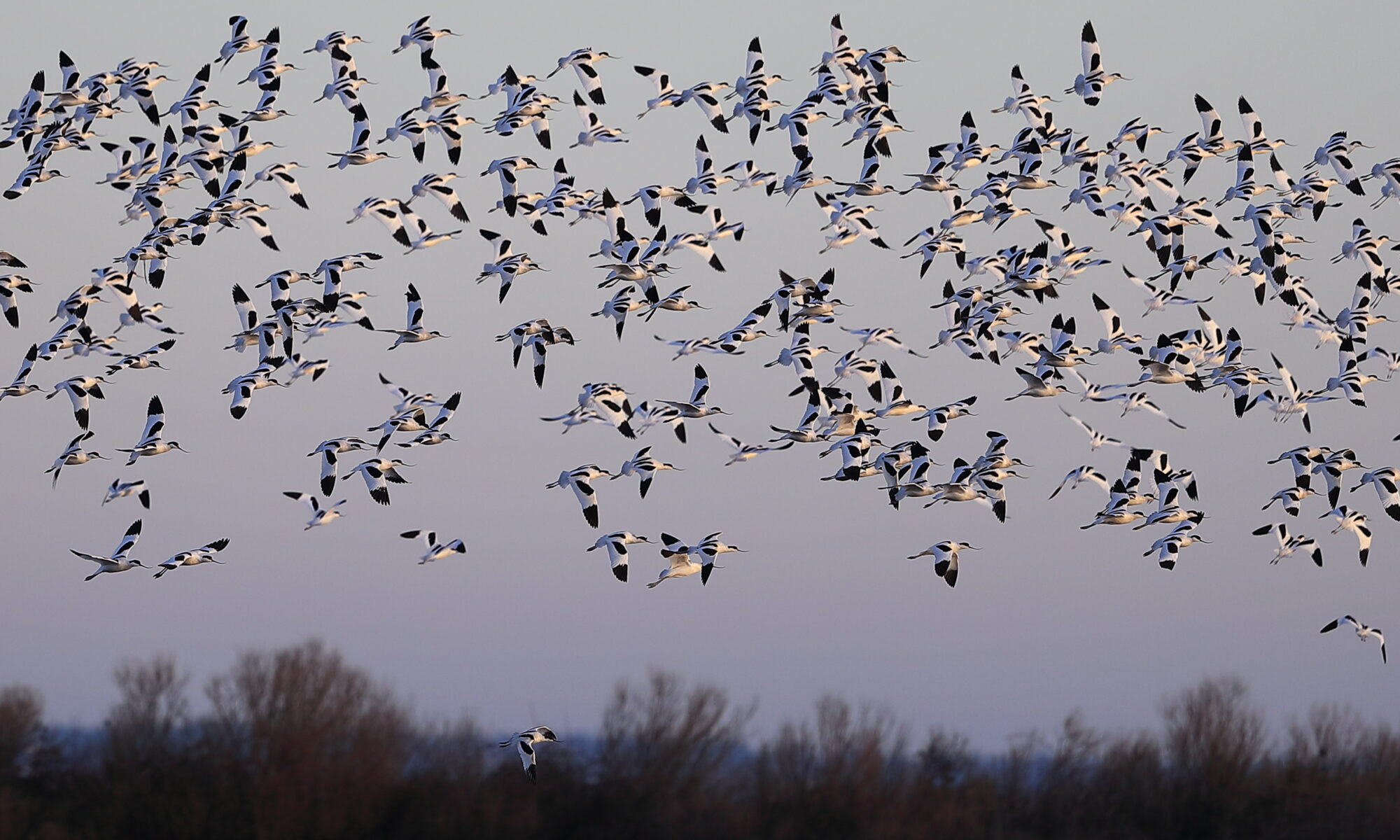 Balade au lever du jour dans la Réserve Ornithologique du Teich &bull; Visite