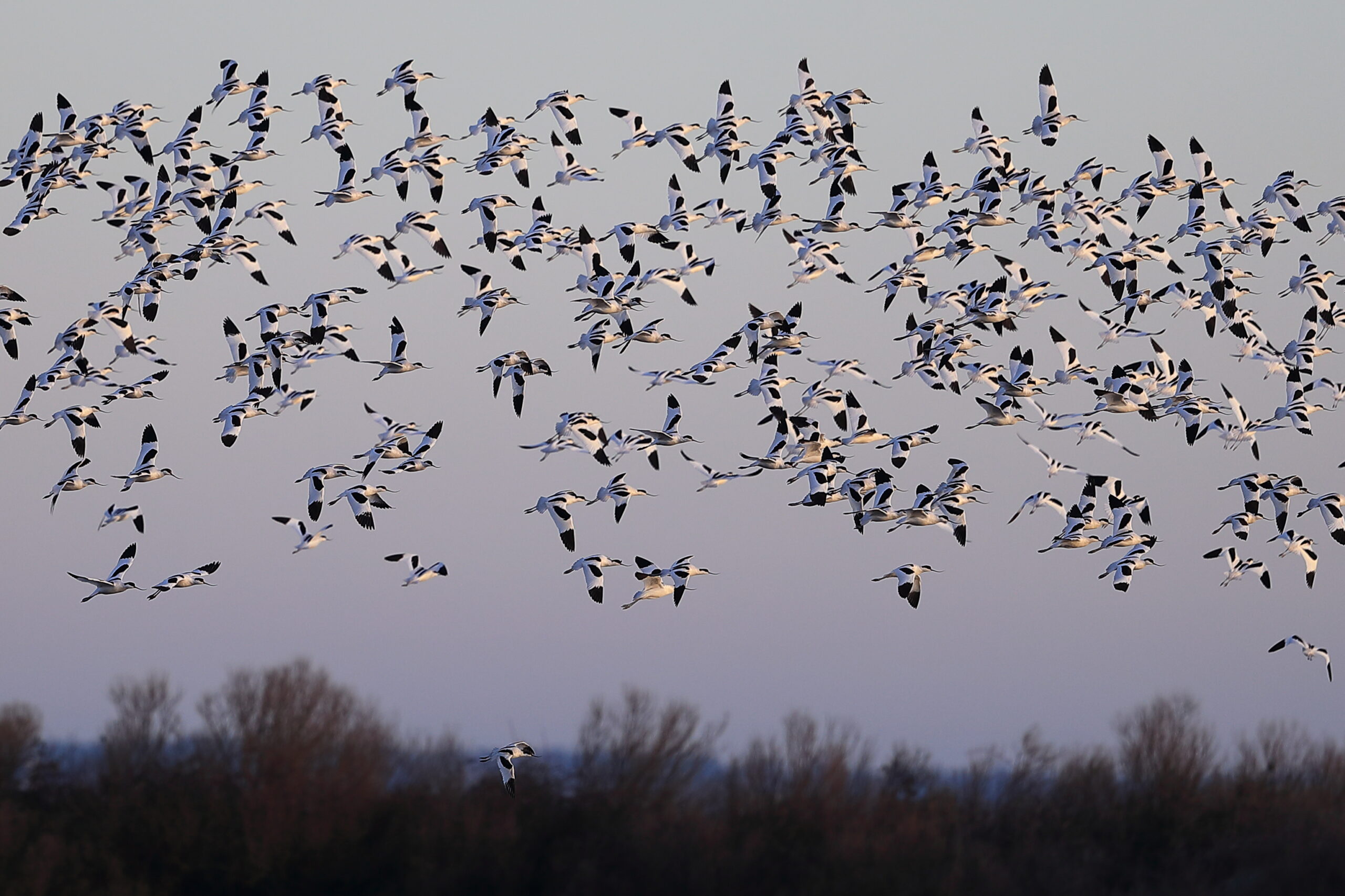 Balade au lever du jour dans la Réserve Ornithologique du Teich - Agenda Nature du Teich