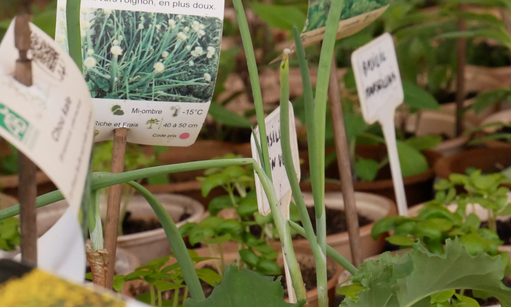 Le P'tit Mercat. &bull; Marché
