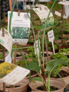 Animation et fête locale au Teich