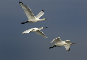 Escale avec les oiseaux migrateurs - Agenda Nature Office de Tourisme Le Teich