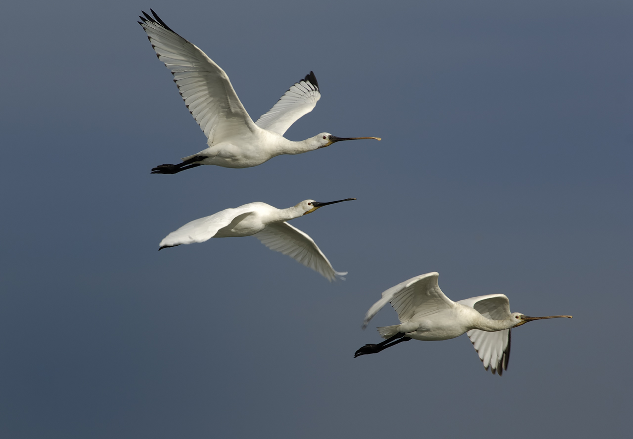 Escale avec les oiseaux migrateurs &bull; Visite