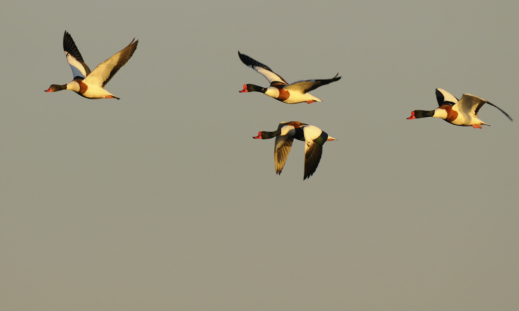 Balade à deux voix : déambulation poétique dans la Réserve ornithologique du Teich &bull; Loisir nature