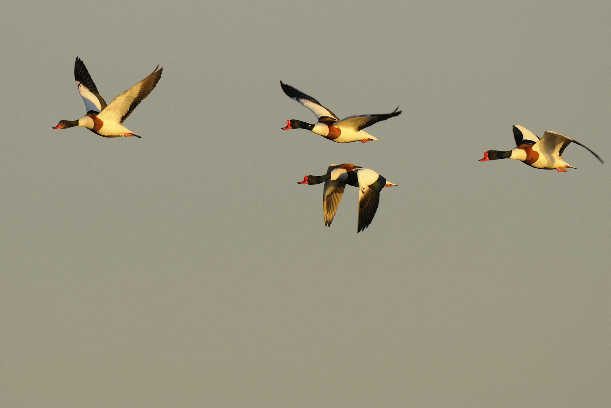 Balade à deux voix : déambulation poétique dans la Réserve ornithologique du Teich - Agenda Nature du Teich