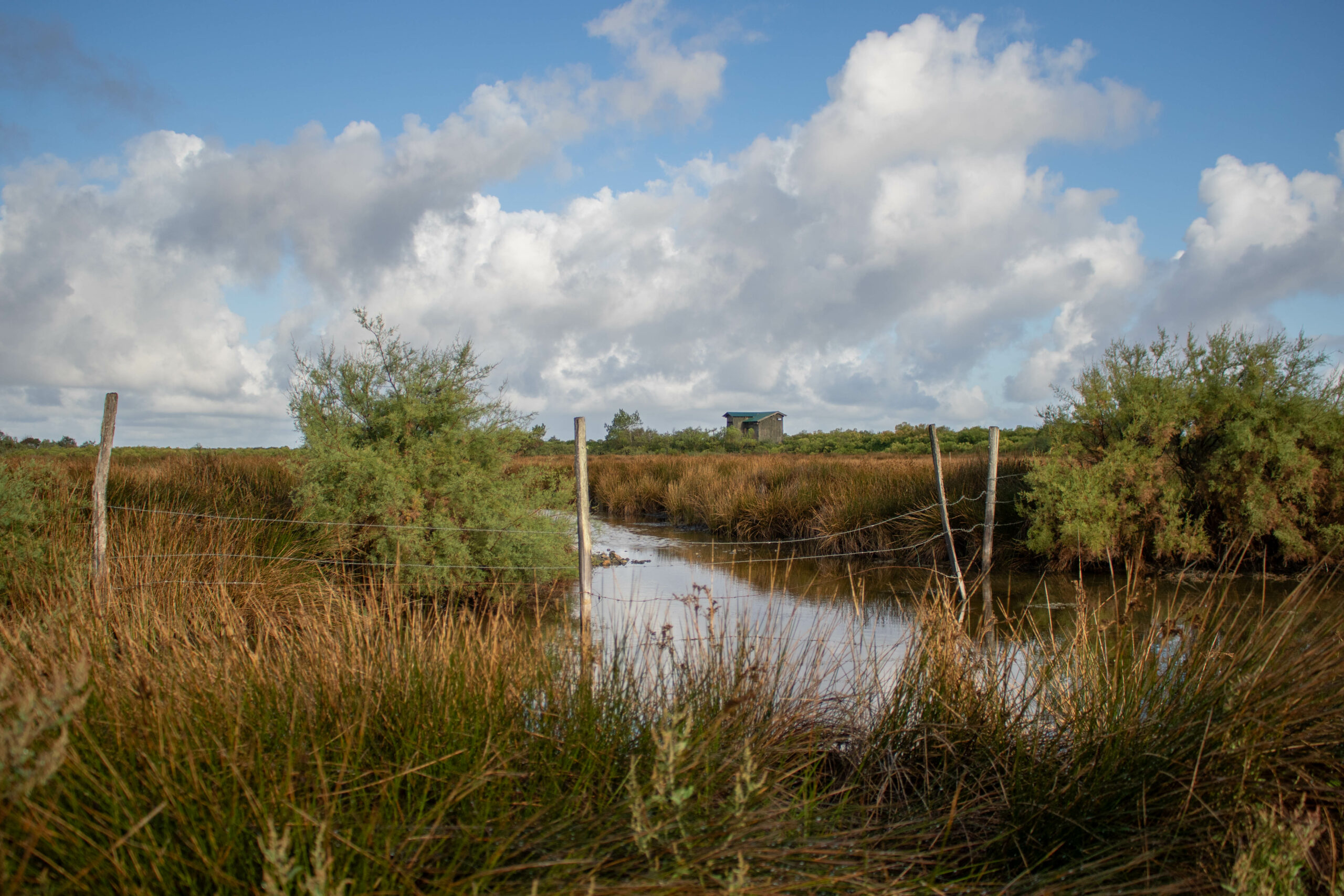 Vis ma vie de gestionnaire de la Réserve ornithologique du Teich - Agenda Nature du Teich